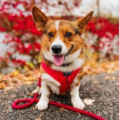 'Merlot' Adjustable Dog Harness Pet Walking