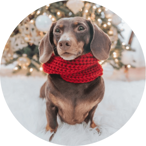Dog Infinity Scarf - Maroon Pet Walking  