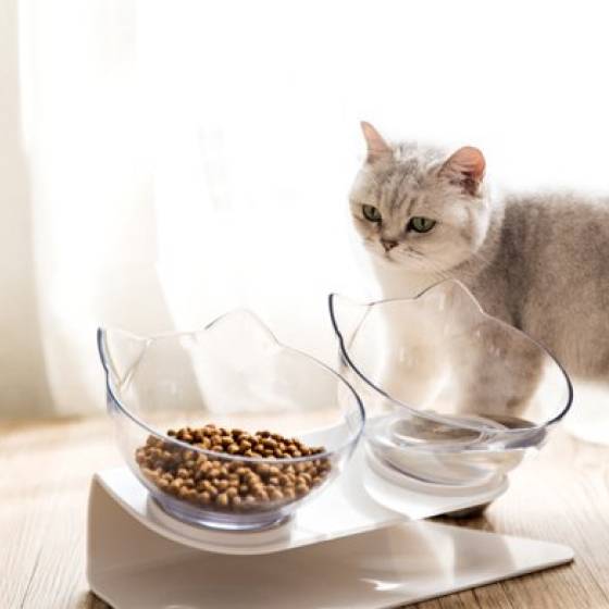 Non-Slip Cat Bowls with Raised Stand Feeding & Watering Supplies Set : 2pcs|1pc 