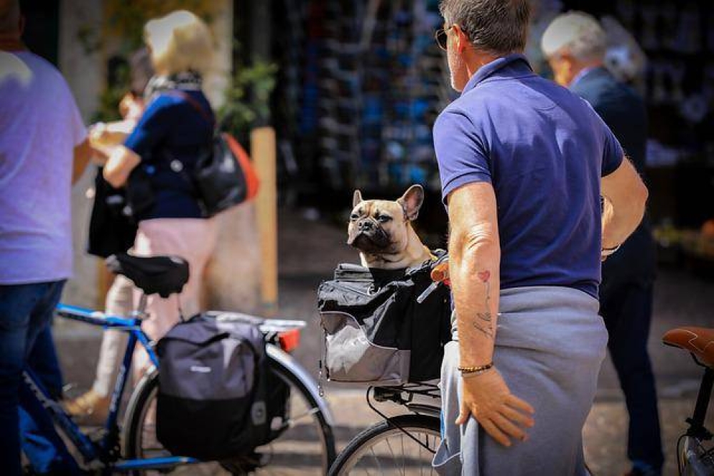 There’s Still Time to Take Your Pet on a Bike Ride