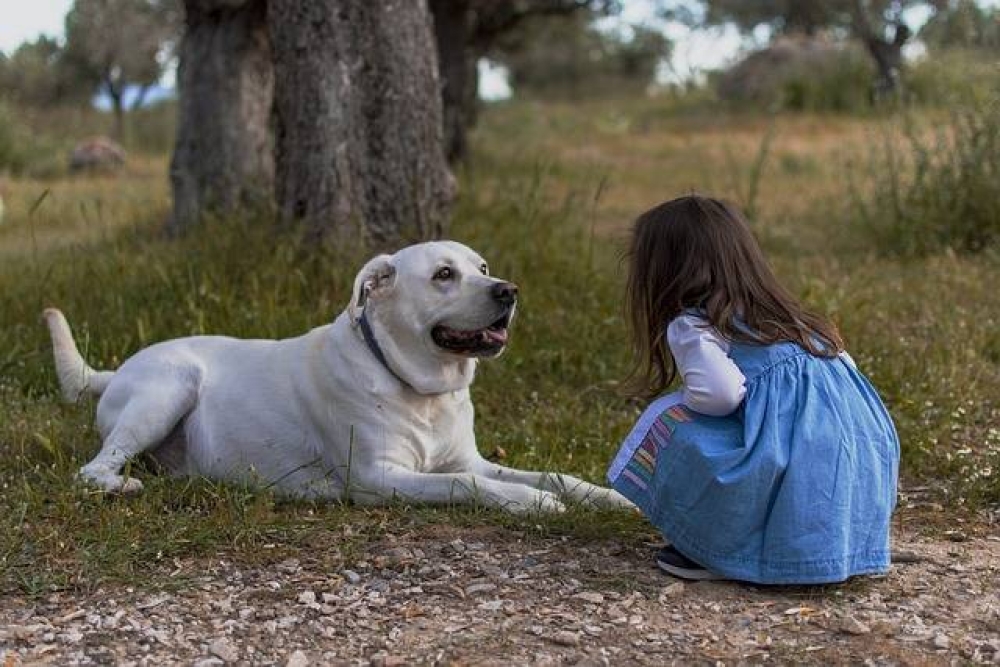 What to Do When Your Child Wants a Pet